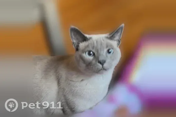 Lost cat, male, South 98th Street, 3334A, Milwaukee — friendly indoor cat - photo