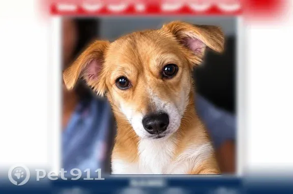 Lost dog, Timbercrest Drive Northwest, 3903, Huntsville — male Chihuahua-Yorkie mix - photo