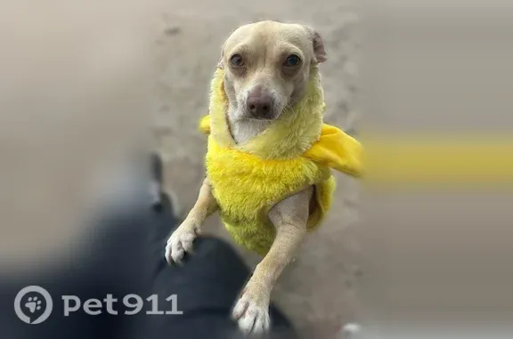 Lost male dog, East Farm to Market 2812, 1001, Edinburg, Edinburg — ran into the woods - photo