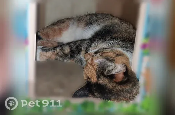 Lost cat, female, Powder Spring Road, 228, Groton — brown, white and tan calico - photo