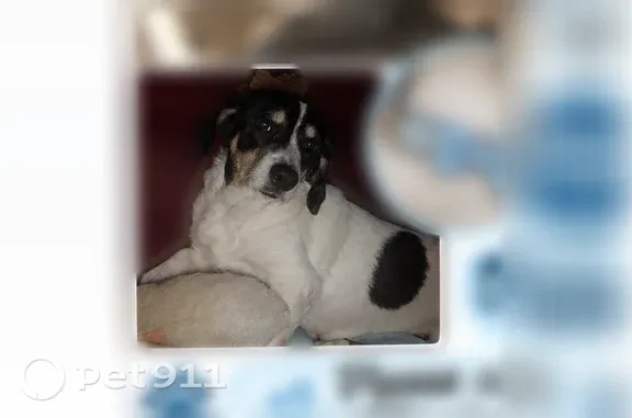 Lost dog, Hanceville — blue-gray glitter collar with a light blue bow - photo
