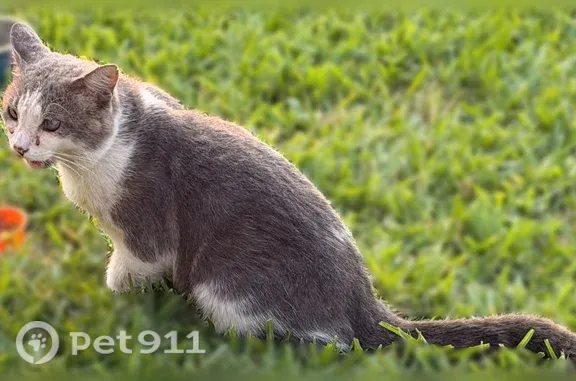 Found cat Irving, photo: Found cat, Ranch Hill Drive, 1427, Irving — friendly, with a possibly injured eye