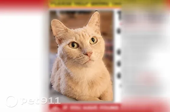 Lost cat, Northumberland Highway, 2211, Lottsburg, Heathsville — golden yellow eyes - photo