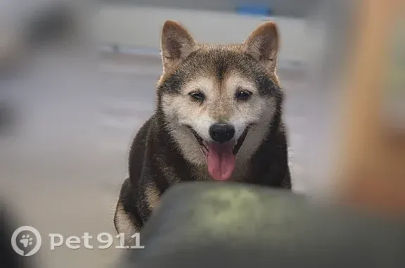 Lost dog, Taylor Boulevard, 4418, Louisville — female Shiba Inu with white paws - photo