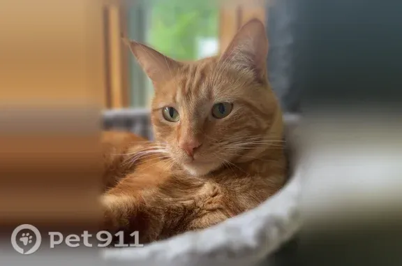 Lost cat, Elm Street, 108, East Bridgewater, Brockton — male, bright orange with greenish eyes - photo