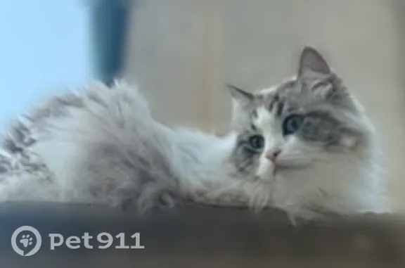 Lost cat, Northside Drive Northwest, Atlanta — female Ragdoll - photo