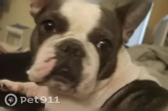 Lost female dog, Cohassett Lane, 2915, Decatur — white coat with black spots - photo