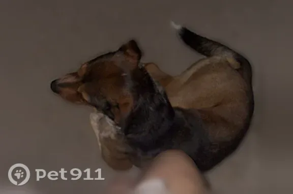 Lost dog, Picayune, Mississippi, Baton Rouge — large brown dog with white spots - photo
