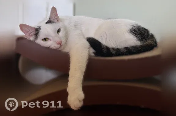 Lost cat, Lemoyne Street, 2216, Los Angeles — white with black spots - photo