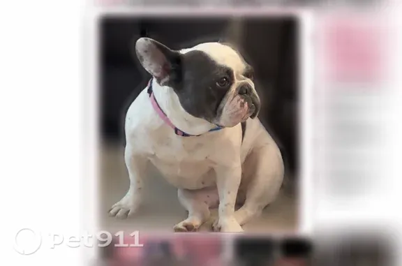 Lost dog, female, Cohassett Lane, 2915, Decatur, Atlanta — white with black spots and pink collar - photo