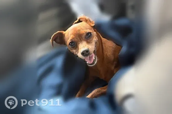 Found dog Houston, photo: Found dog, female, Renwick Drive, 5402, Houston — small brown, about 10 lb