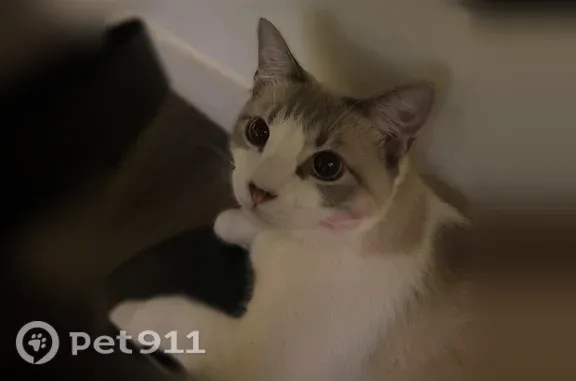 Missing cat Chandler, photo: Lost cat, East Germann Road, 1441, Chandler — male with blue eyes
