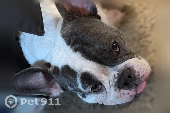 Lost dog, 19th Avenue Southwest, 5234, Seattle — female - photo
