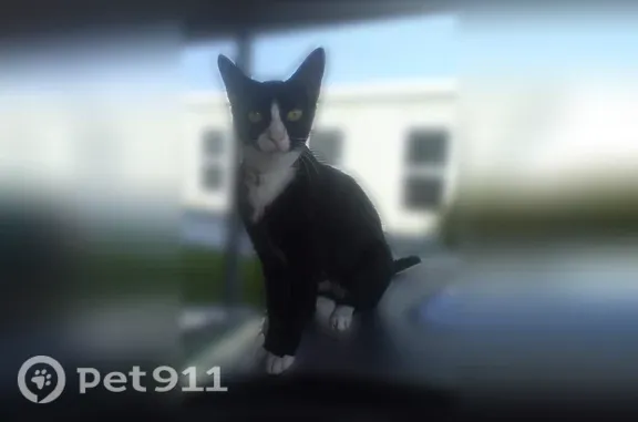 Lost cat, Northwest 51st Court, Pompano Beach, Plantation — female, petite black-and-white cat - photo