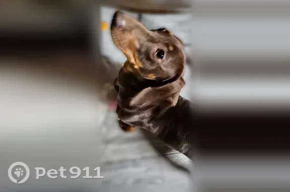 Lost dog, Stone Corral Drive, Sun Valley — female brown-and-tan dachshund with a white chest patch - photo