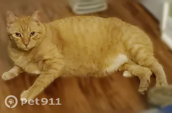 Lost cat, Peninsula Winds Drive, 122, Ormond Beach — orange male with a black freckle on his pink nose - photo