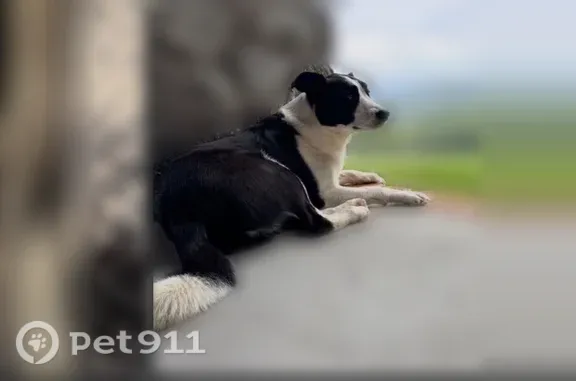 Lost female dog, Grey Lane, 311, Zionville, Boone — no collar, microchipped - photo