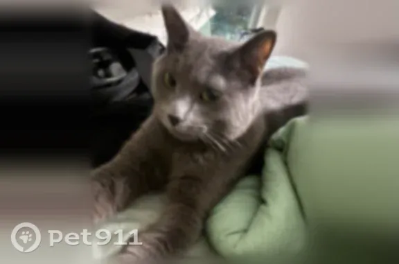 Missing cat Arlington, photo: Lost cat, Bantry Circle, 211, Charleston, Arlington — male, gray, loves treats