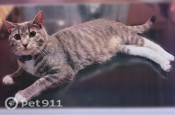 Lost male cat, South Cuyler Avenue, 1232, Berwyn — white paws and blue collar - photo