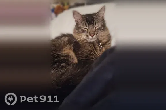 Missing cat El Paso, photo: Lost male cat, Hercules Avenue, 4554, El Paso — black stripe from neck to tail