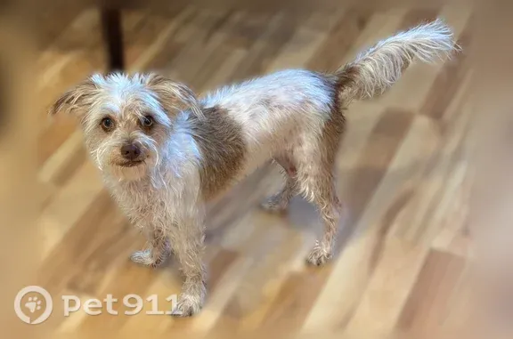 Lost dog, Hatillo Avenue, 8298, Los Angeles — white with big brown spots - photo