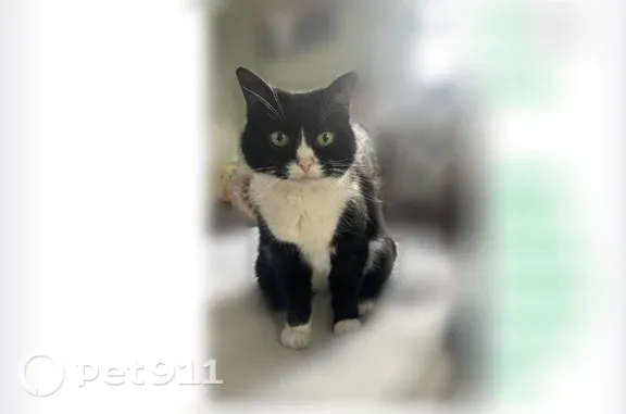 Missing cat Salem, photo: Lost cat, Station Road, 11, Salem — female Tuxedo cat with eye growth