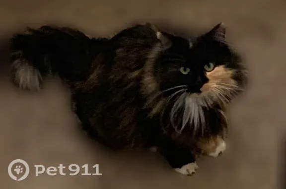Lost cat, Ridgeway Drive, 398, Grand Junction — female with an orange forehead patch - photo