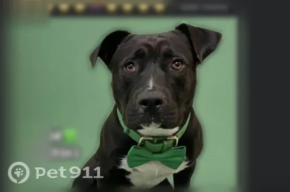 Lost dog, Little John Rd & Old Millington Rd, Knoxville — male black Lab mix with white chest - photo