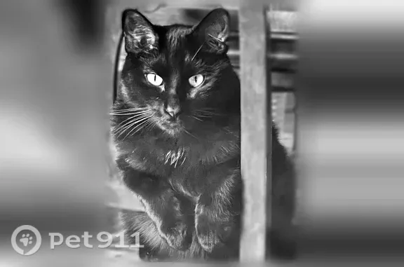 Missing cat Seattle, photo: Lost male cat, South 35th Street, 605, Billings, Seattle — answers to Shadow