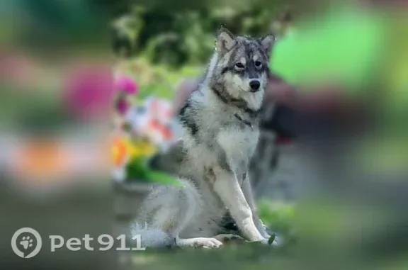 Lost dog, 547th Avenue, 26016, Austin — male Husky, friendly with people - photo