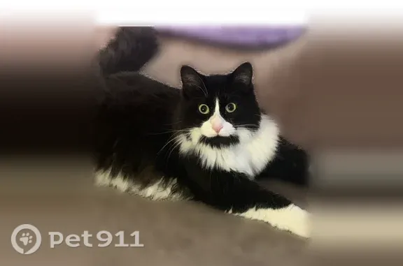 Lost cat, Artcrest Drive, 4910, Midland — male, black-and-white, long-haired - photo
