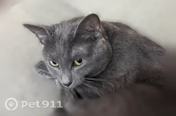 Lost male cat, Abrams Road, 12250, Dallas — gray - photo
