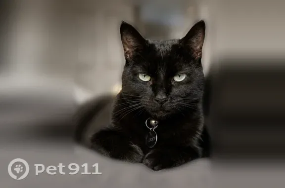Lost female cat, Lake Angelus — black domestic shorthair - photo
