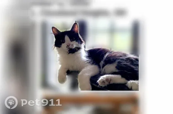 Lost cat, female, Coventry Road, Cleveland Heights — yellow eyes, no collar - photo