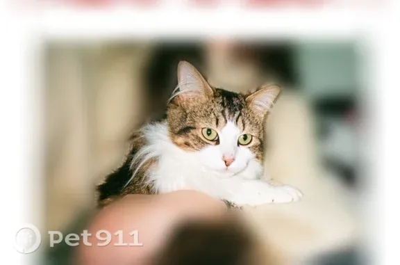 Lost cat, Grant Street Northwest, 18791, Elk River, Elk River — male with green-yellow eyes - photo