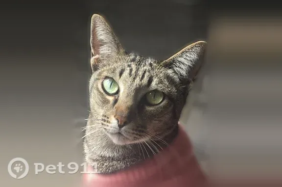 Lost cat, female, Willson Road, 1001, El Cajon — very sweet tabby - photo