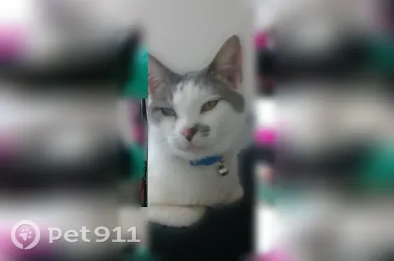 Lost female cat, Forest Parkway, Sacramento — extremely friendly - photo