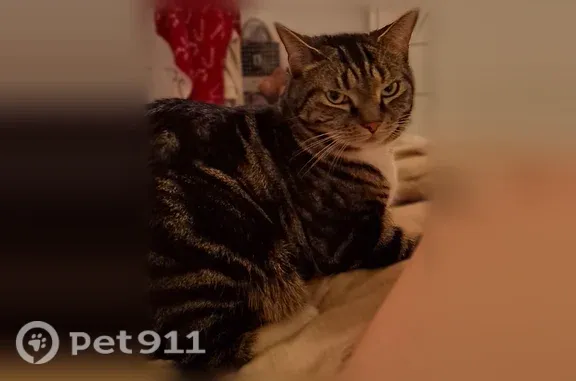 Lost cat, Starrett Road, 37, Lynn — male named Ted - photo