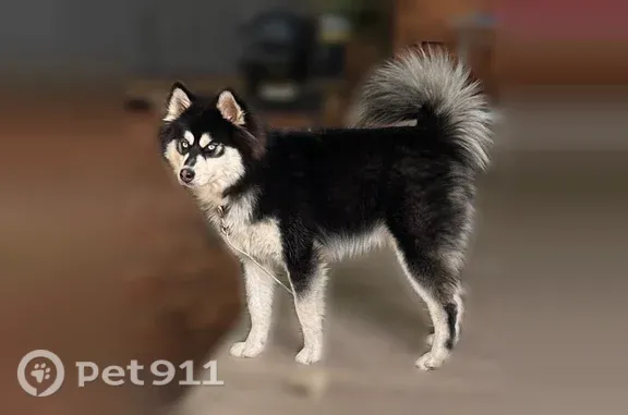 Lost dog, male, Iva Street, 1560, Belsay, Burton - photo
