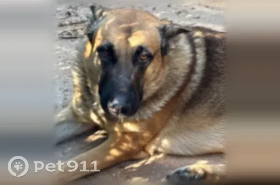 Found dog Rio Rico, photo: Found dog, Eagle Court, 399, Rio Rico — German Shepherd with a brown coat and black nose