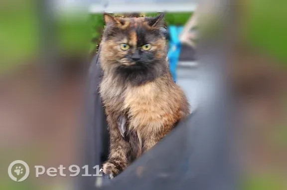 Lost cat, Mill Street Southeast, 410, Salem — long-haired Persian with a gold forehead mark - photo