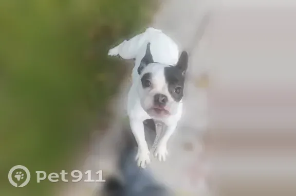 Lost female dog, Southwest 13th Court, 3755, Fort Lauderdale — white French Bulldog mix with black facial markings - photo