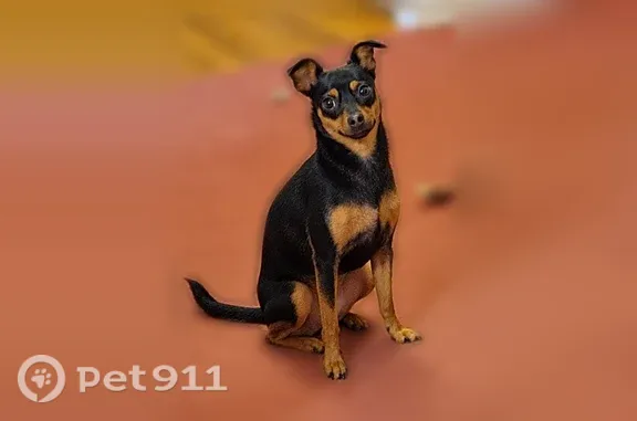 Lost dog, Selden Street, Worcester, Boston — black and brown Mini Pinscher - photo