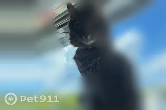 Lost cat, Frontage Road North, 3725, Lakeland — male, part Maine Coon, wearing a collar - photo