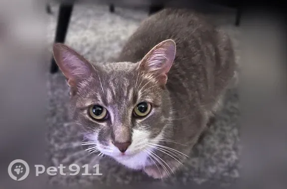 Lost male cat, Caribbean Drive, 34, Wasaga Beach, North Bay — small, grey and white, neutered - photo