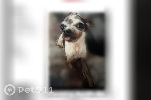 Lost female dog, South Keeler Avenue, 1615, Chicago — part of left ear missing - photo