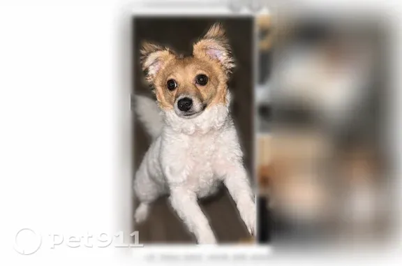 Lost dog, Pear Avenue, 7289, Winton — female with a brown face - photo