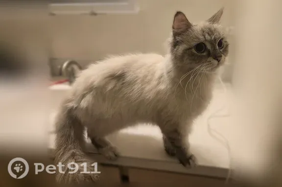 Found cat Hayesville, photo: Found cat, Falcon View Way Northeast, Oregon, Hayesville — gray colorpoint with light blue eyes