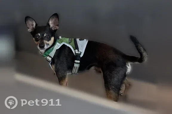Lost male dog, Parkway Towne Crossing, Frisco — black Chihuahua terrier - photo