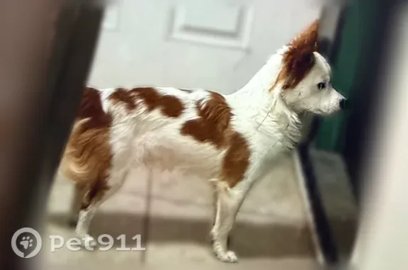 Very Friendly, He’s Color Brown and White